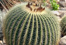 Cosa sono le piante grasse 1153 0 Cosa sono le piante grasse